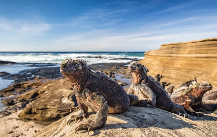 Best Time for Galapagos Private Cruises