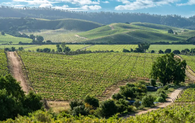 Chile’s Wine Valleys_ Casablanca and Colchagua