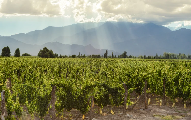 Mendoza The Heart of Argentine Wine