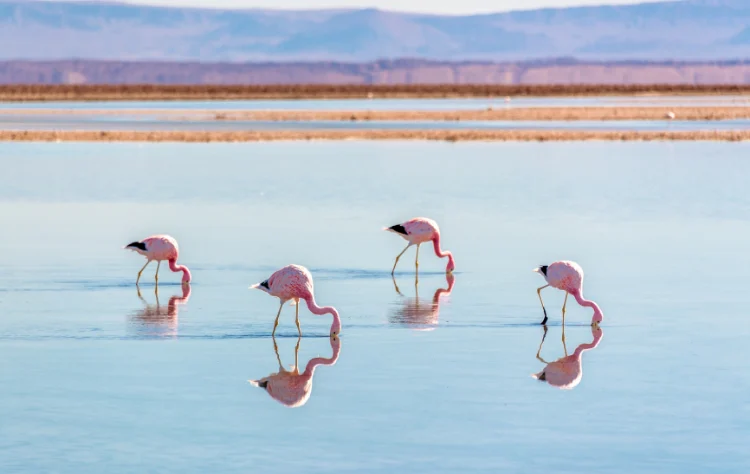 Salt Flats and Valley Wonders