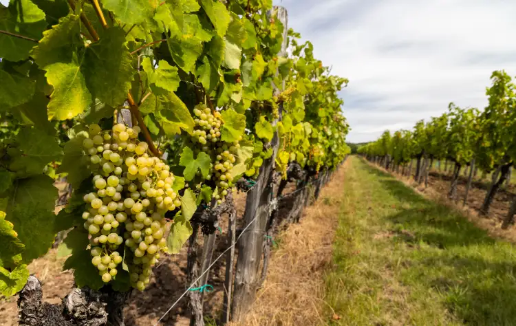 The Wine Valleys_ Casablanca, Colchagua, and Beyond