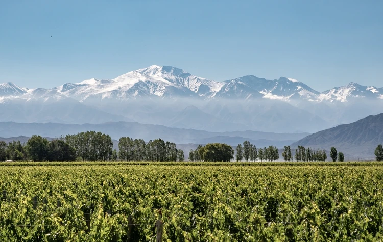 When to Visit Mendoza for Wine Travel