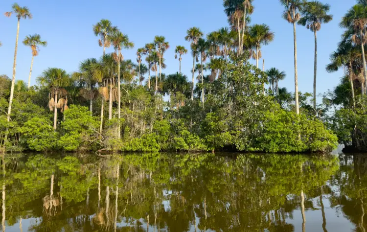 Where It Begins_ The Amazon Basin of Peru