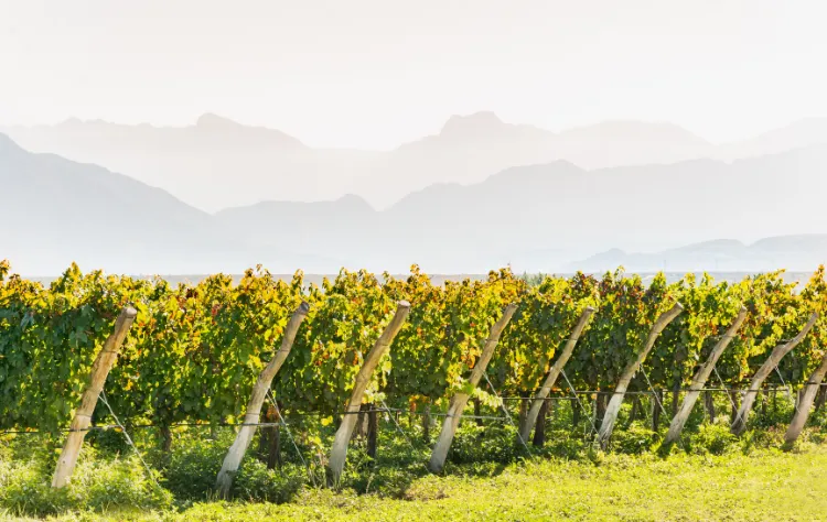 Wine Tasting in Private_ The Torrontés Experience