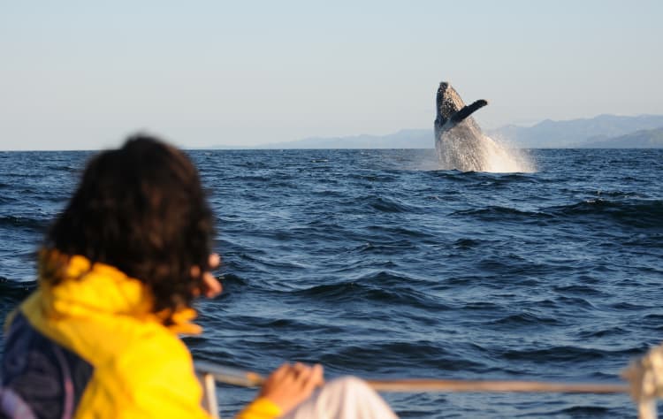 A Tailored Whale Watching Experience