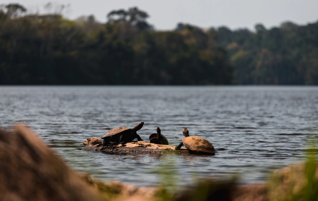 Amazon Photography Tour