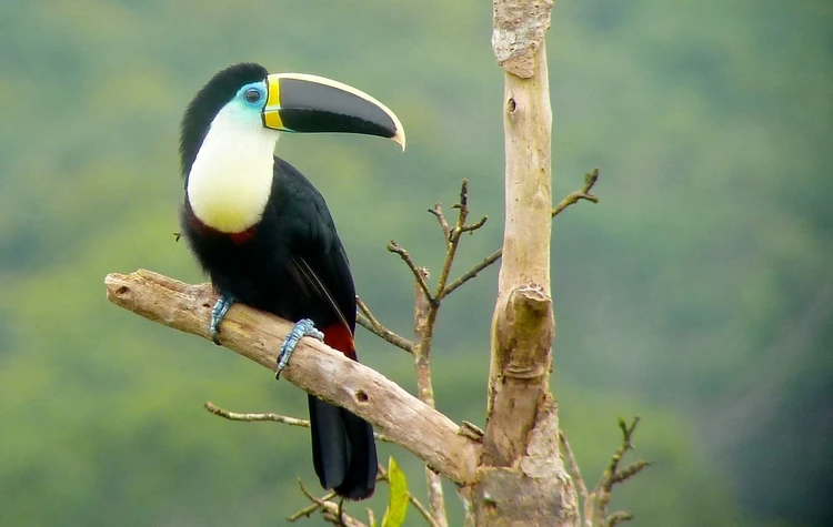 Culture, Conservation, and Curiosity