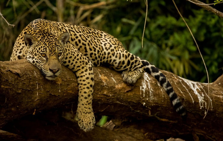 Encounter Wildlife and Nature in Madidi National Park