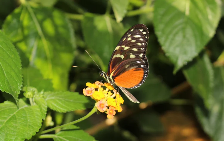 Exclusive Wildlife Encounters