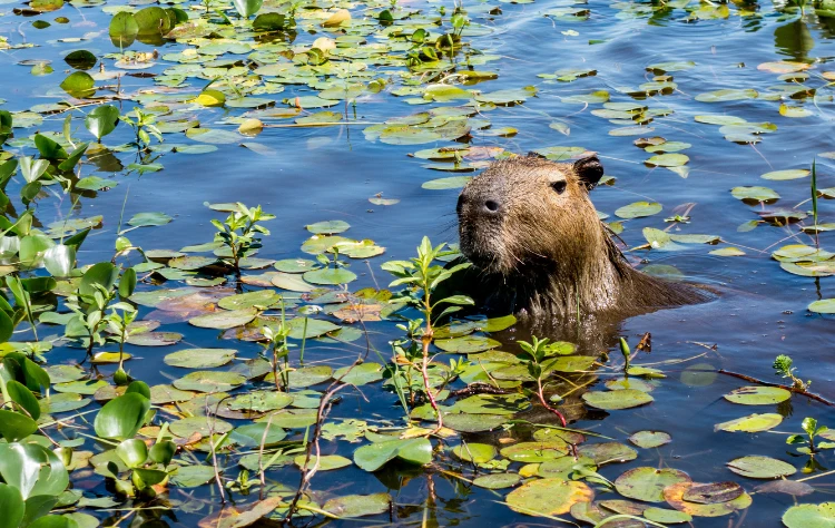 Iberá Wetlands