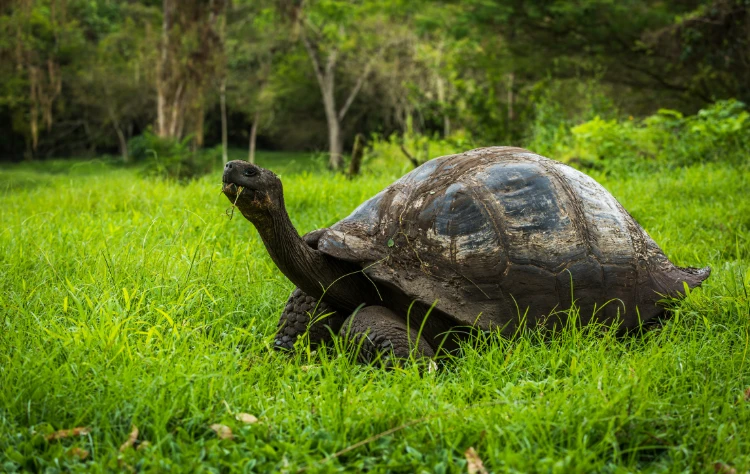 Immersive Wildlife Experiences Led by Experts