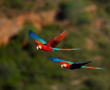Luxury Birding Peru A Private