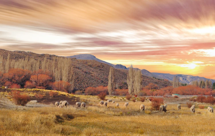 Patagonia Cool Climate Wines and Untamed Beauty