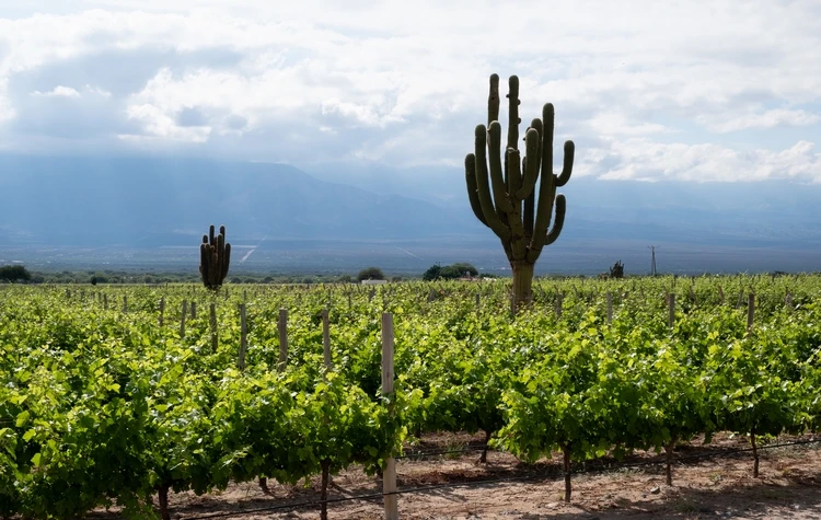 Salta