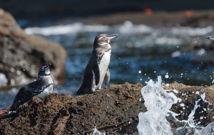 The Ideal Time for Galapagos and Machu Picchu Travel