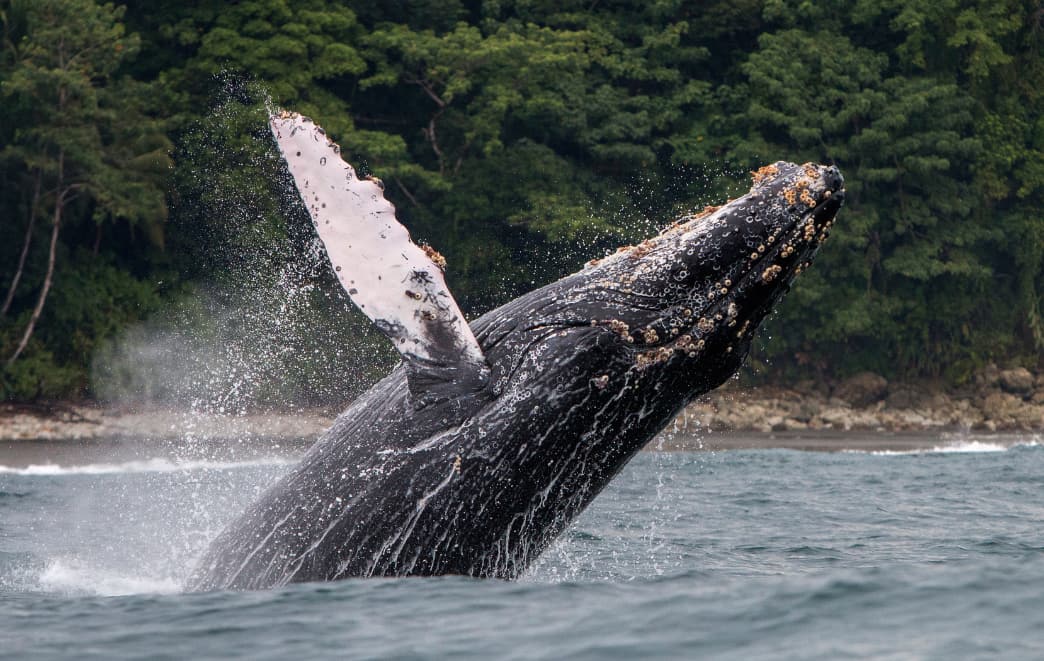 Whale Watching South America A Private Window into Nature’s Grandest Migration