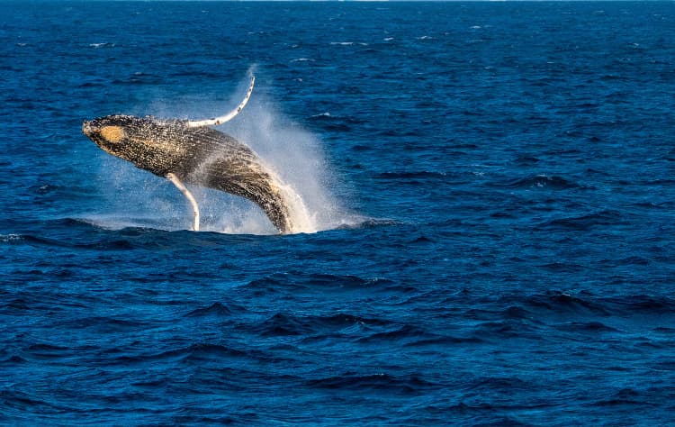 Whale Watching with Kuoda_ Ethical and Immersive