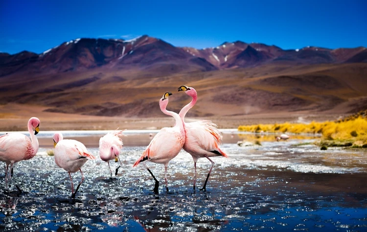 When to Travel to Bolivia
