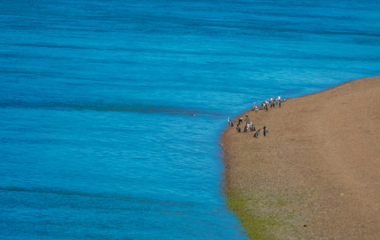 Where to Go Whale Watching in South America