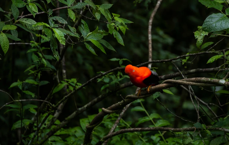Why Peru Is a Global Birding Mecca