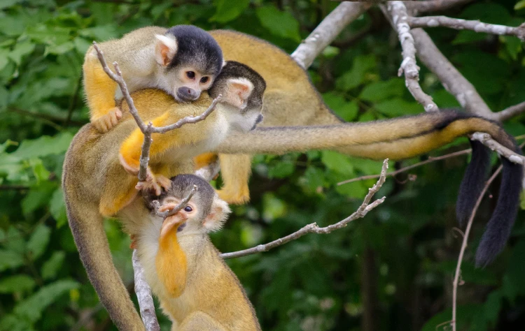 Wildlife and Wonder at Your Doorstep