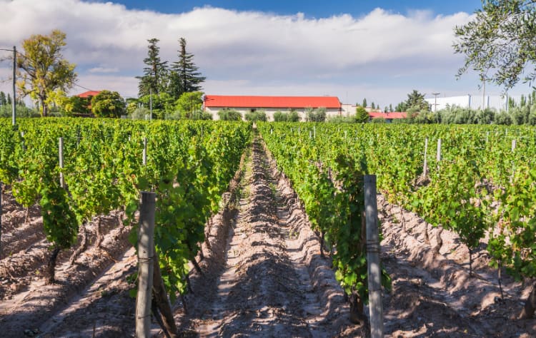 Wine, Architecture, and the Creative Spirit of Mendoza