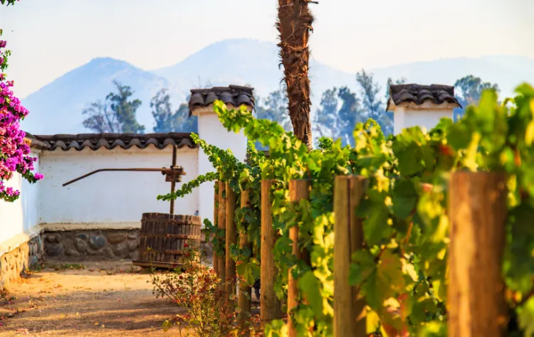 Explore Chilean Wine Country_ Sip, Savor, Slow Down