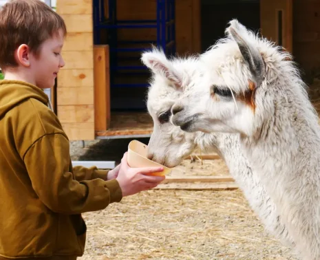 How to Plan a Trip to Peru with Kids A Family Journey Filled with Wonder