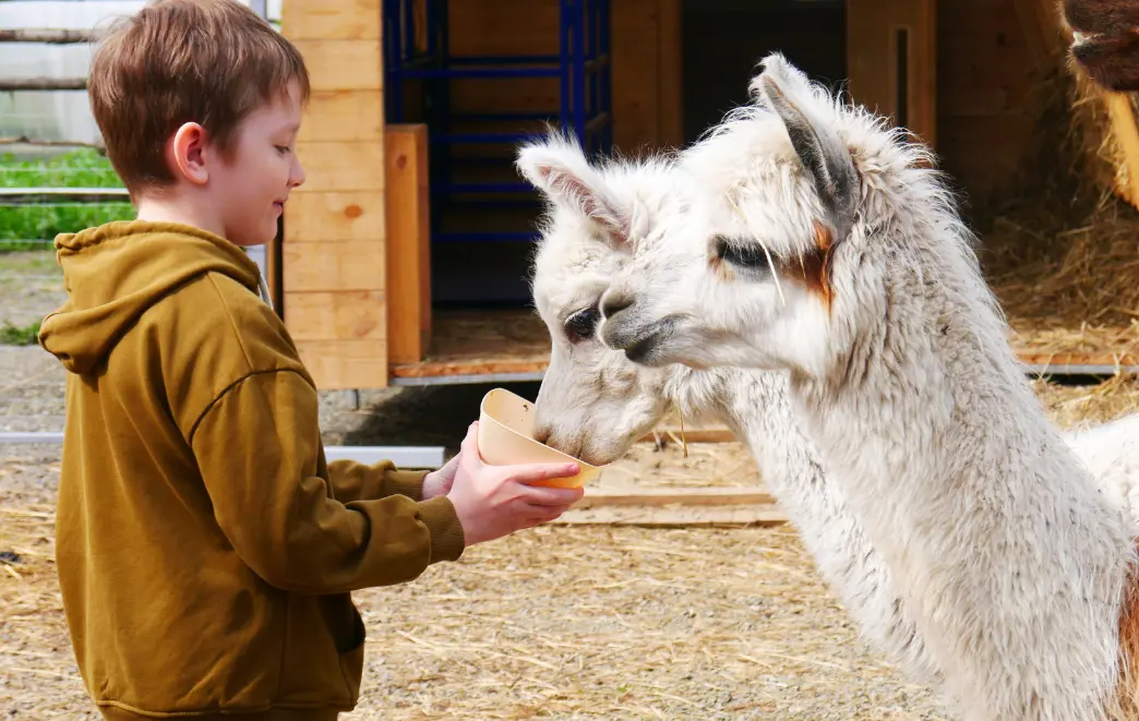 How to Plan a Trip to Peru with Kids A Family Journey Filled with Wonder