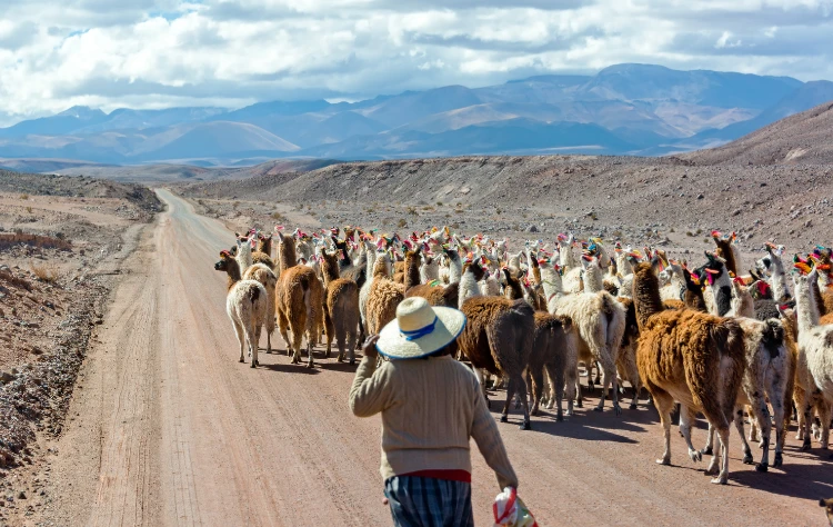 Interesting Facts About Indigenous Cultures of Chile
