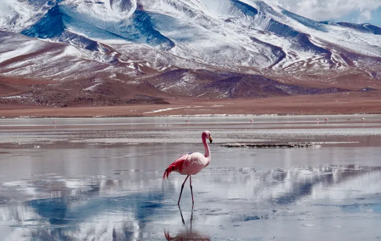 Pairing Stargazing With Broader Exploration