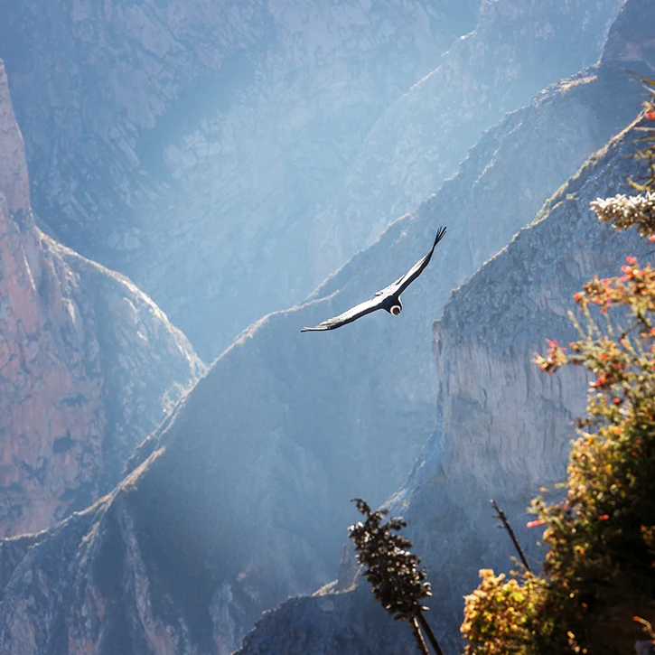 Arequipa and Colca Canyon Peru Destinations