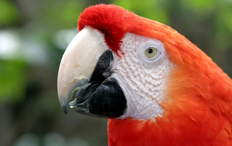 Bird Photography in the Amazon
