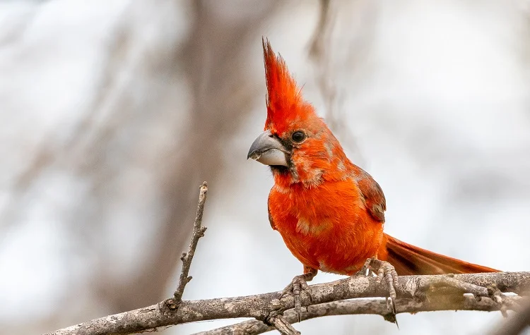 Colombia Land of Birds