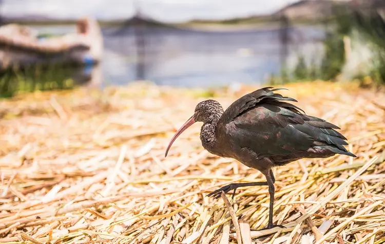 Lake Titicaca Highland Waterbirds