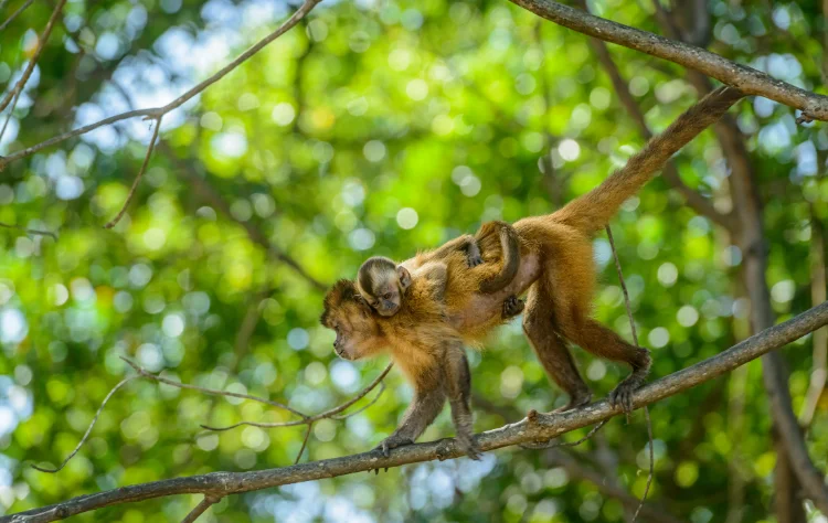 Sustainability and Stewardship