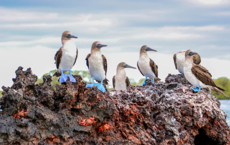 The Galápagos Islands_ A Photographer’s Dream