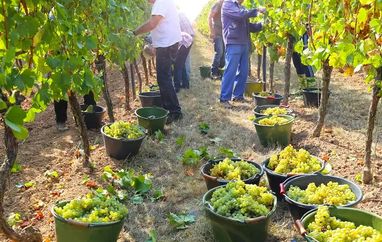 Chile From Vineyards to Coastlines