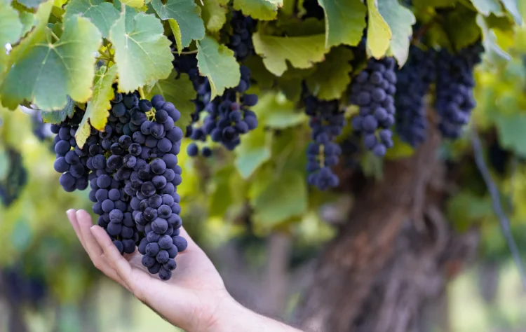 Why Choose South America for Wine Trips