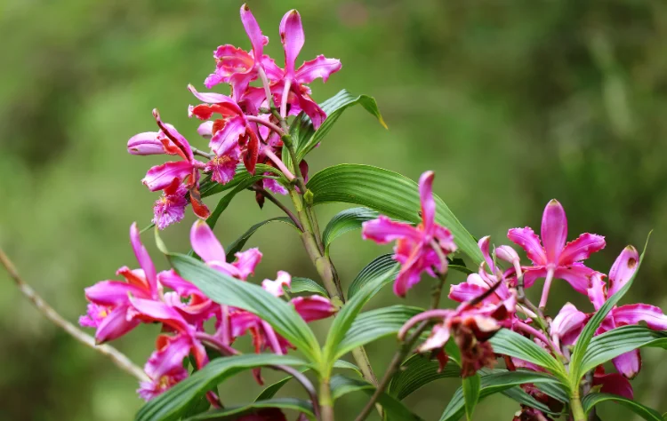 4. Ecological Importance_ A Sanctuary in the Clouds