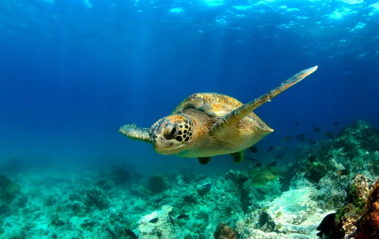 Marine Life Beneath the Surface