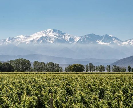 A Mendoza Wine Trip Shaped by Landscape, Craft, and Time