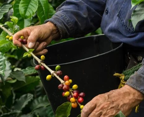 The Coffee Triangle of Colombia A Landscape Shaped by Time, Craft, and Care