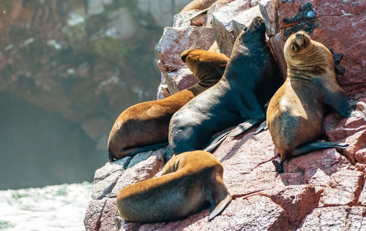 Nature and Biodiversity as Natural Teachers