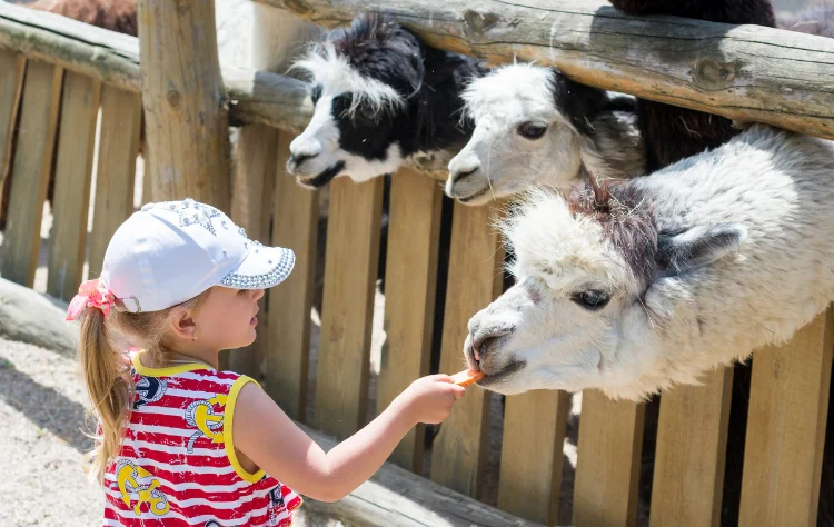 Rethinking Peru Family Tours Through Design and Pacing