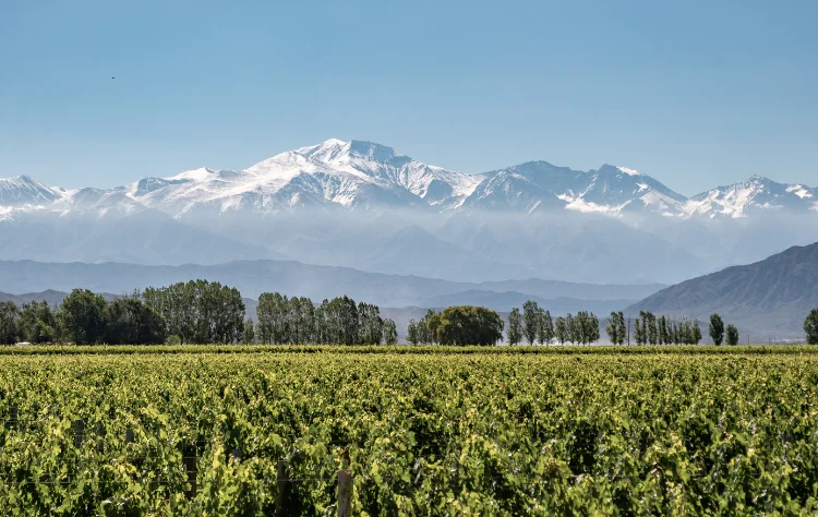 Central Chile_ Vineyards and Cultural Balance