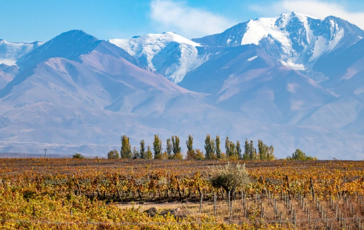 Mendoza Vineyards Terroir at Altitude