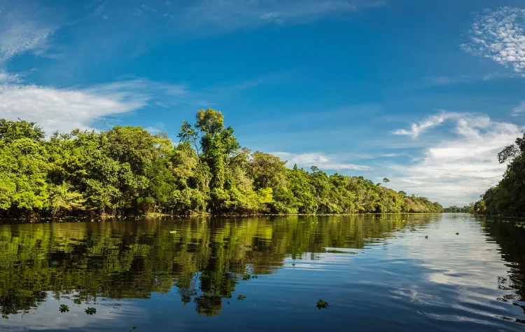 The Amazon and the Value of Transition