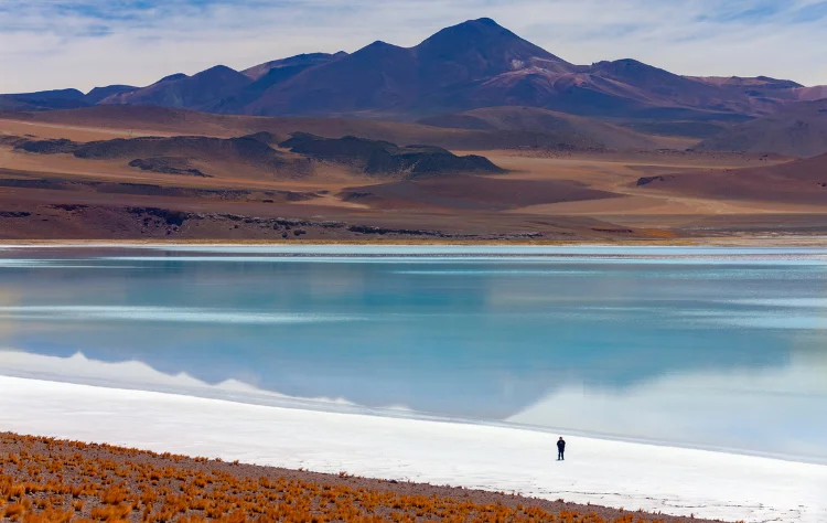 The Desert Is Alive Quietly