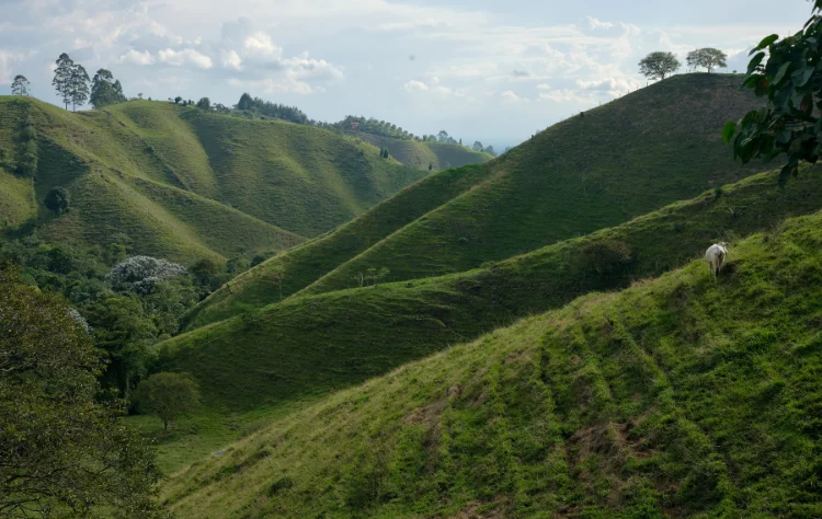 Salento and the Valle de Cocora